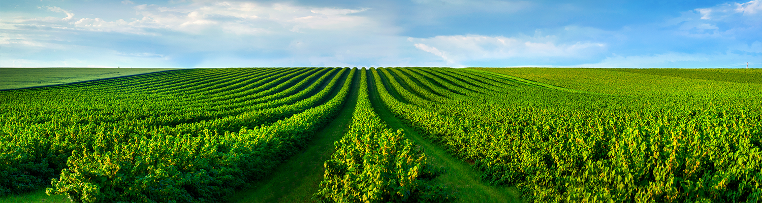 green rolling hills